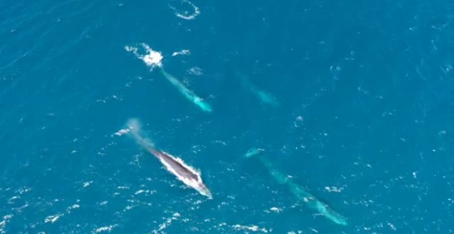 Identificados hasta 99 ejemplares de ballenas en el mar Mediterráneo