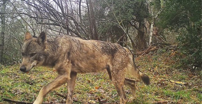 La estrategia del lobo incluye el control poblacional propuesto por Asturias