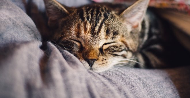 El gato, la especie con más festividades del reino animal