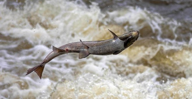 Rosita y la hazaña de los salmones