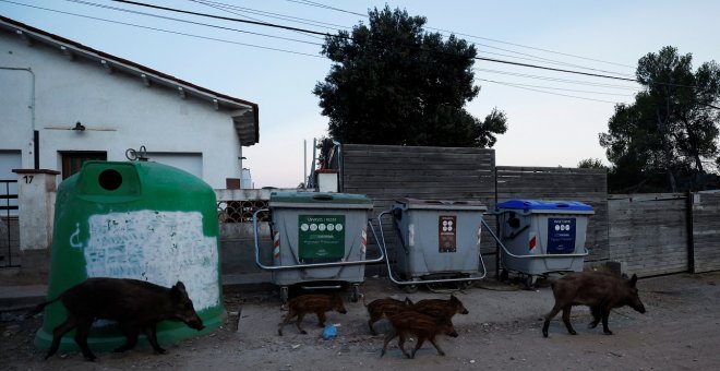 Invasión de jabalíes "como si fuesen gatos"