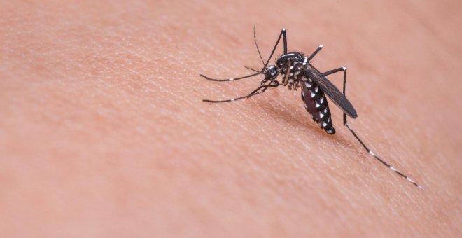 ¿Cómo engañar al gran olfato de los mosquitos para que no piquen?