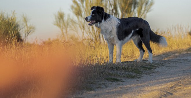 España, con 285.000 perros y gatos al año recogidos en protectoras, está entre los países con mayor tasa de abandono animal