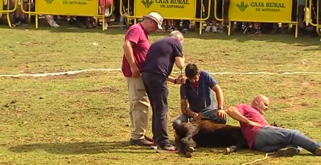 Asturias celebra la belleza y la furia salvaje de los caballos asturcones