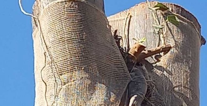 Fuerte polémica en Sevilla por el mantenimiento del Ficus de San Jacinto en Triana