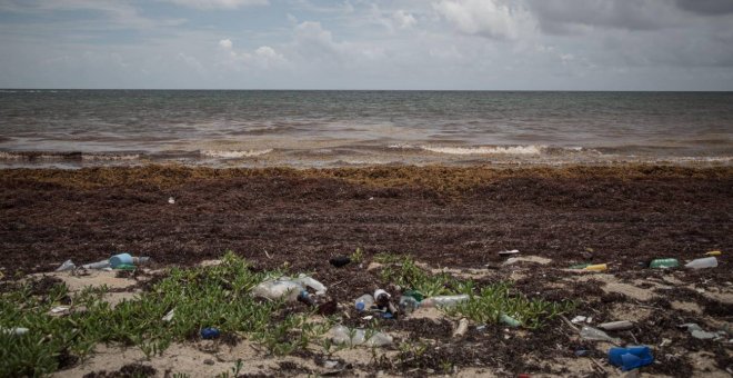 El sargazo: la macroalga desatada que amenaza al Caribe mexicano