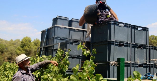 El volum de la verema a Catalunya caurà almenys un 25% per la sequera i els cops de calor