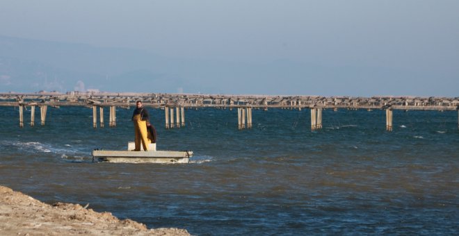 L'elevada temperatura de l'aigua del mar durant sis setmanes mata 150.000 quilos de musclos i la cria al delta de l'Ebre