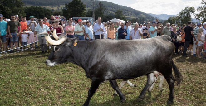 La concentración ganadera de Lloreda de Cayón reúne a numerosos visitantes y vecinos