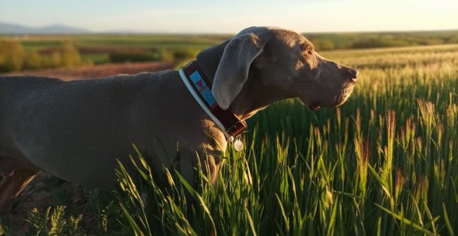 Cuando (se te) muere un perro