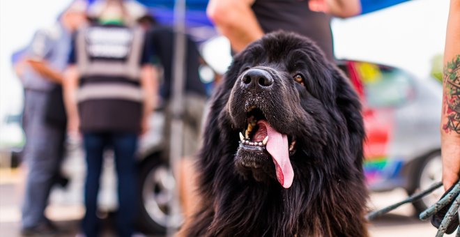 ¿Y si tu perro pudiera vivir cien años?