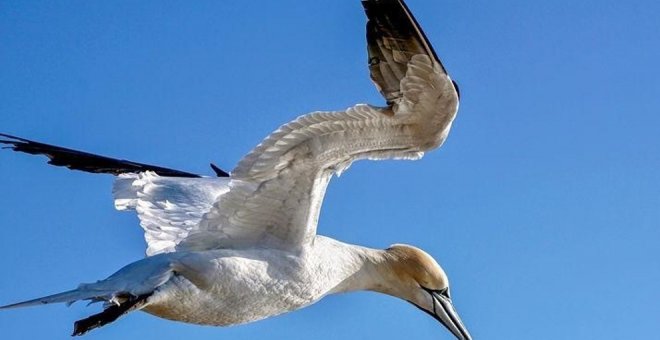 Detectan gripe aviar en dos ejemplares de alcatraz en playas de Castro Urdiales