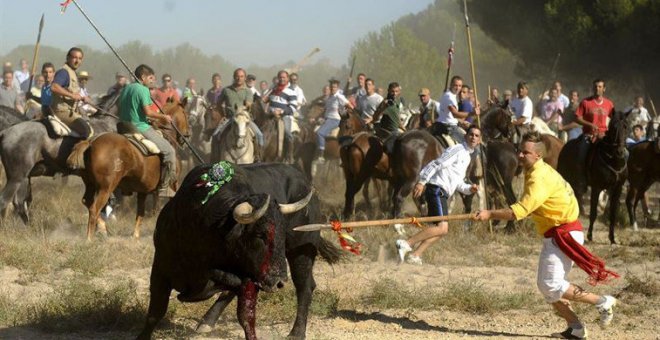 Derechos Sociales reclama a la Fiscalía que impida la celebración del 'Toro de la Vega'