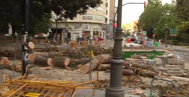 Cae parte de un ficus de grandes dimensiones en una plaza de Valencia