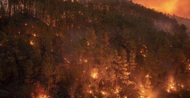 Dominio Público - Los bosques tienen derecho a reclamar su protección