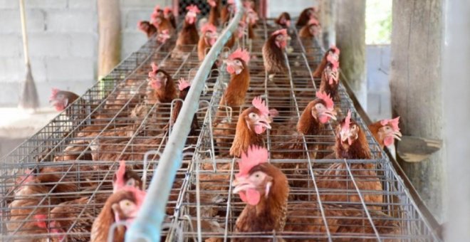 Primer foco de gripe aviar en Castilla-La Mancha: sacrificadas más de 600.000 gallinas en una granja de Guadalajara