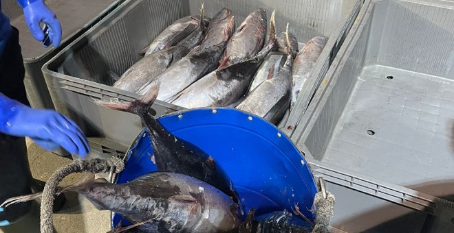 Subastados un millón de kilos de bonito durante la costera esta temporada