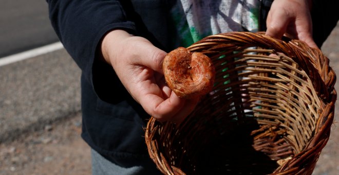 Les pluges de finals d'estiu salven una temporada de bolets que es preveu "bona"