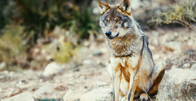 Las organizaciones agrarias cántabras, a favor de la extracción del lobo