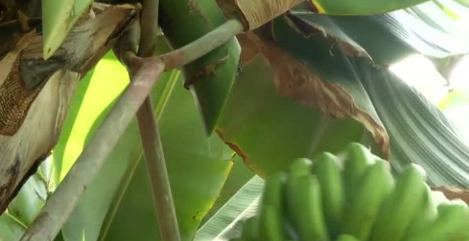 La producción de plátano en La Palma tardará cinco años en recuperarse