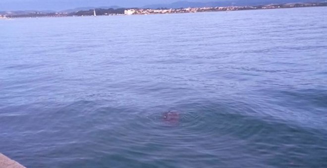 Aparece una pequeña ballena en el muelle