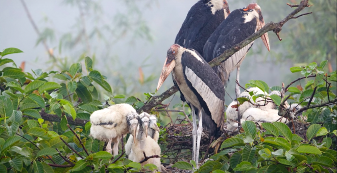 El cine de 'Pajareros' nos pone los pies sobre la Tierra