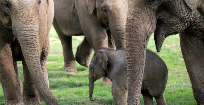 Las poblaciones de animales vertebrados disminuyen un 69% desde 1970