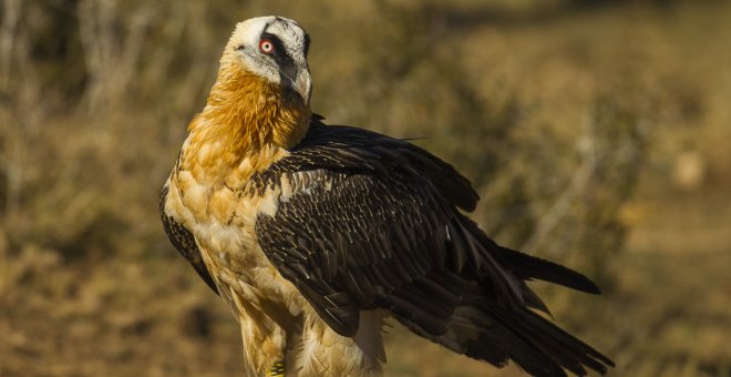 Qué animales españoles están en peligro de extinción y por qué