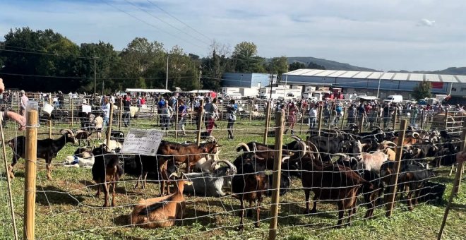 La feria de San Lucas reúne a cerca de mil reses y 400 puestos en su regreso tras dos años