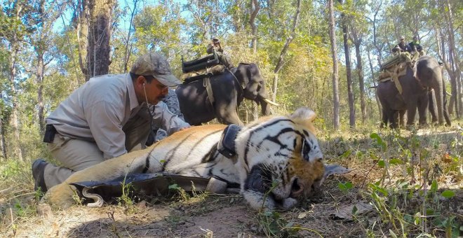 Translocaciones de animales en los cinco continentes