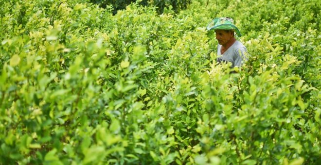 El cultivo de coca en Colombia alcanza niveles históricos