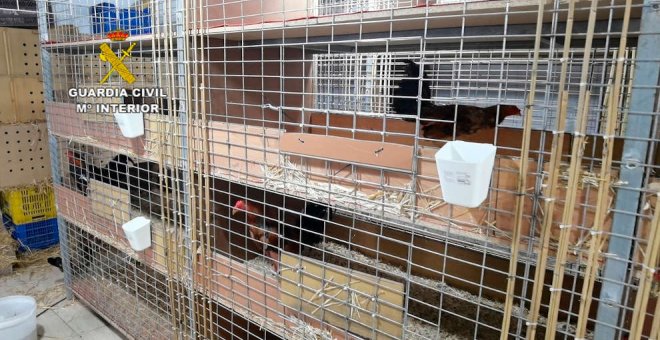 Detenido un veterinario por cortar crestas a gallos para peleas ilegales en Cantabria