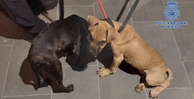 Detenida una vecina de Toledo por abandonar a tres perros en su vivienda durante más de una semana sin comida ni agua