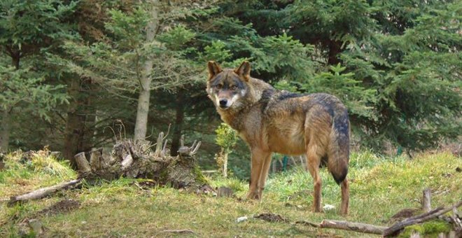 Detecten la presència d'una lloba a l'Alt Empordà, la primera en 16 anys a Catalunya