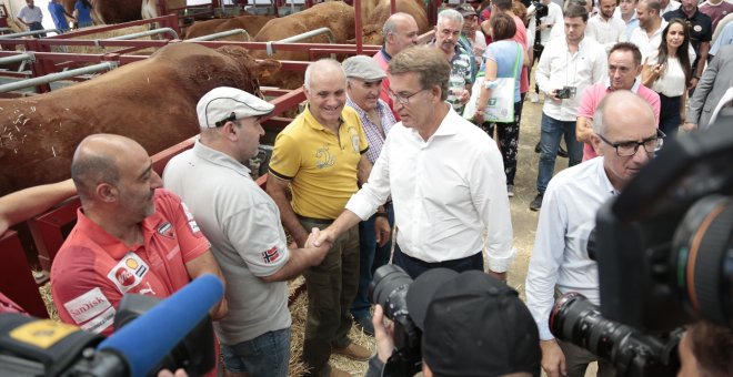 El Supremo tumba la orden de la Xunta con la que Feijóo negó ayudas covid a las pequeñas granjas de vacuno de Galicia