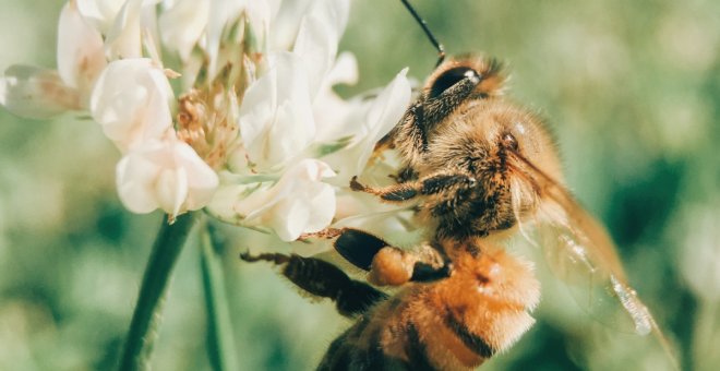 ¿Cómo pueden ayudar las abejas a frenar la escalada del precio de los alimentos?