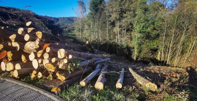 Somos Oviedo reclama la paralización de la tala de árboles en la ladera del Naranco