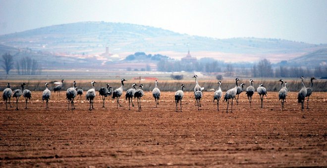 Aire Libre de noviembre: Otoño de grullas, cerezos y ciencia