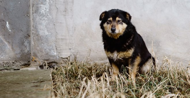 Qué hacer si te encuentras un perro abandonado