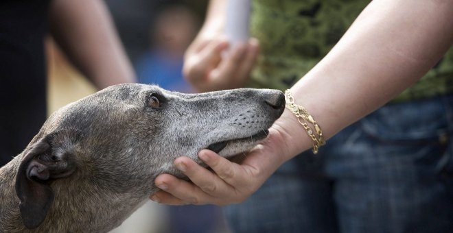 Otras miradas - La imprescindible reforma del Código Penal en materia de maltrato animal