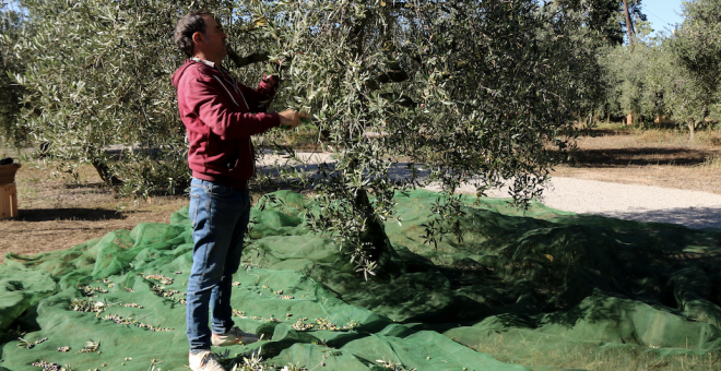 El camp català, al límit pels elevats costos de producció i la climatologia extrema