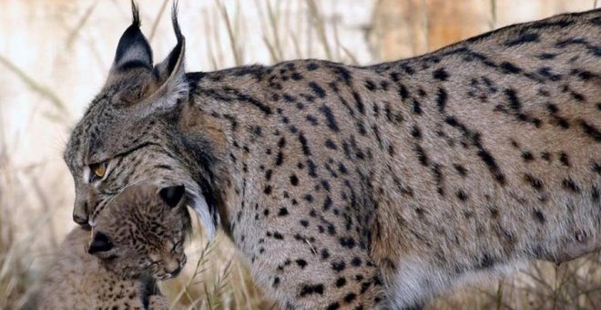 Muere atropellado el lince Kadir, de diez años, en Huelva