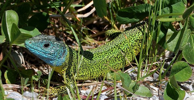 Descubre los animales más raros de España