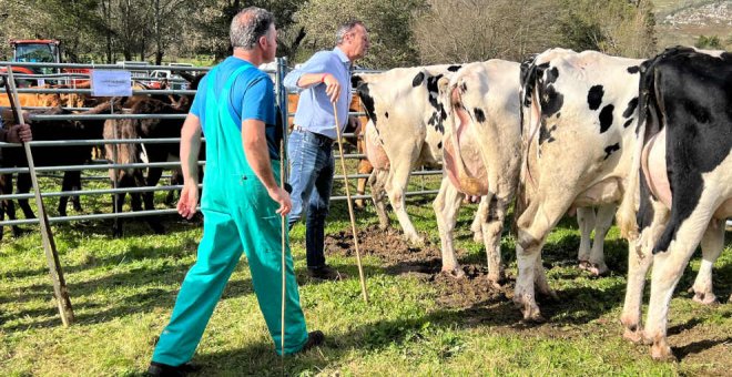 Más de 40 ganaderías participan en la feria de Matienzo