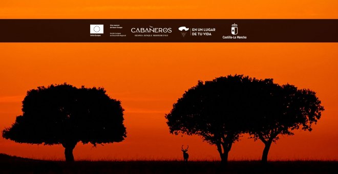 Cabañeros, un viaje a través de los sentidos que invita a respirar bosque mediterráneo