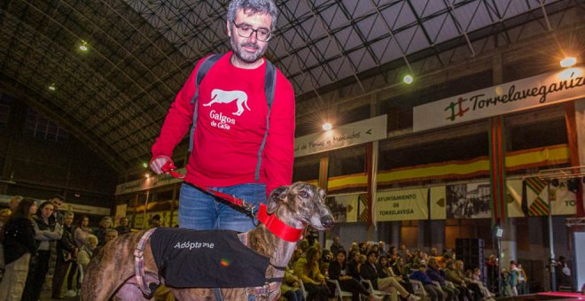 Medio centenar de perros buscan familia en la V Feria de Adopción Responsable