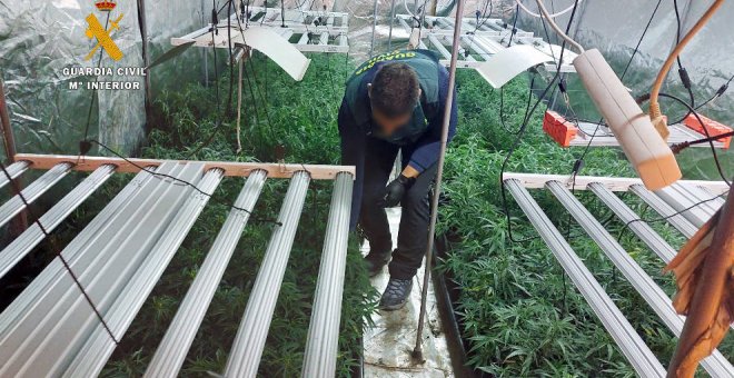 Desmantelan una plantación con 500 plantas de marihuana en el garaje de una vivienda de Guriezo