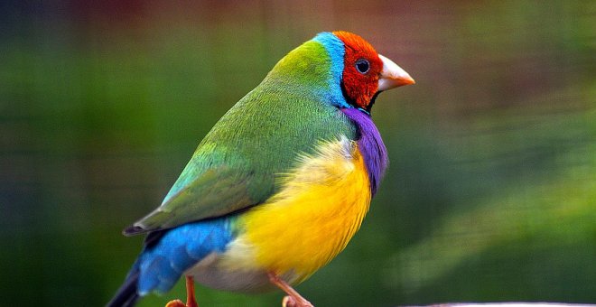 Estas son las aves tropicales más coloridas