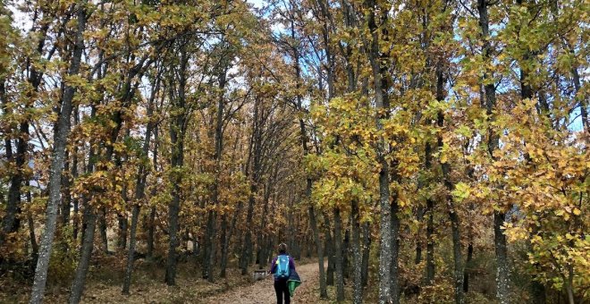 FSC España: 20 años al rescate de los bosques ibéricos