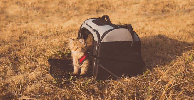 Cómo hacer un viaje internacional con tu mascota